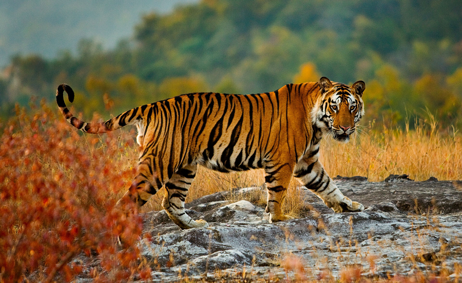 A Look At The Wild Jungle Of India