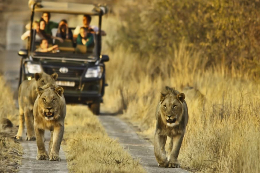 From Little Ones to Teens: Tailoring Your Kruger Safari to Suit Your Family